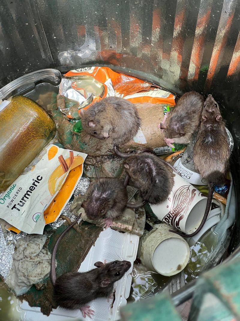 Secure Garbage Before It Becomes A Food Source