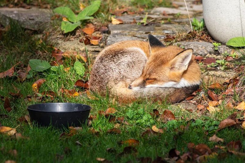 Secure Pet Food And Outdoor Garbage Secure Pet Food And Outdoor Garbage