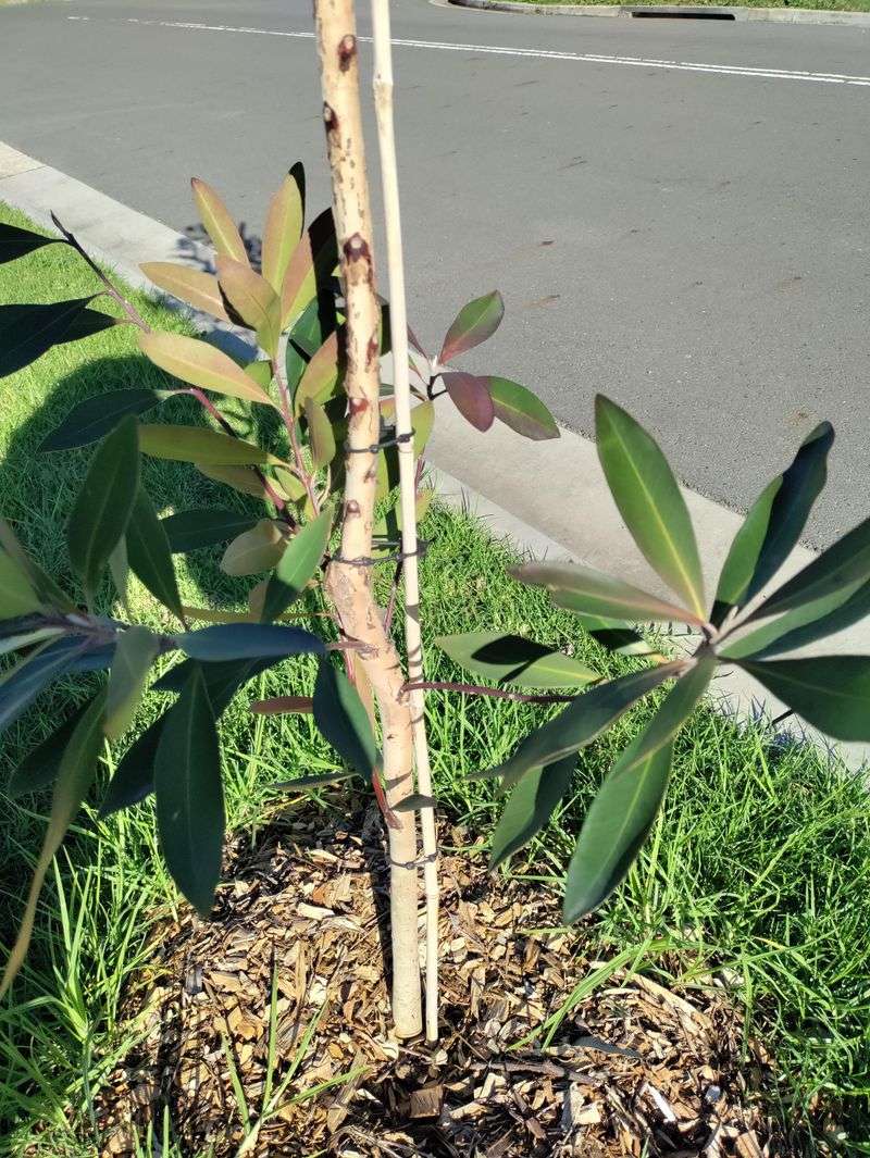 Secure Young Trees Without Restricting Movement Secure Young Trees Without Restricting Movement