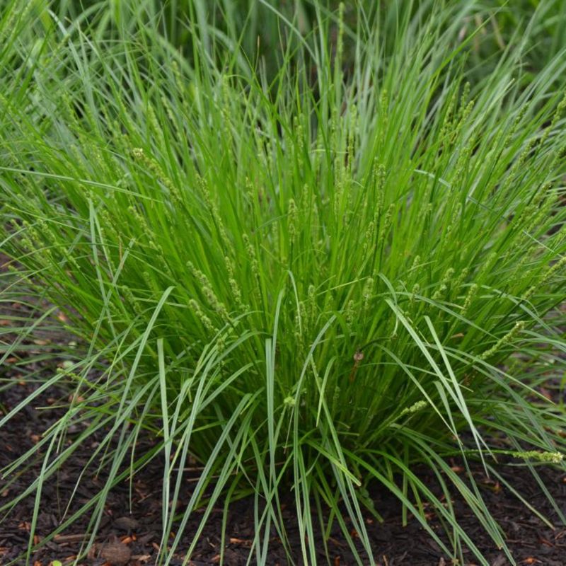 Sedge Gives Woodland Perennials A Softer Base Sedge Gives Woodland Perennials A Softer Base