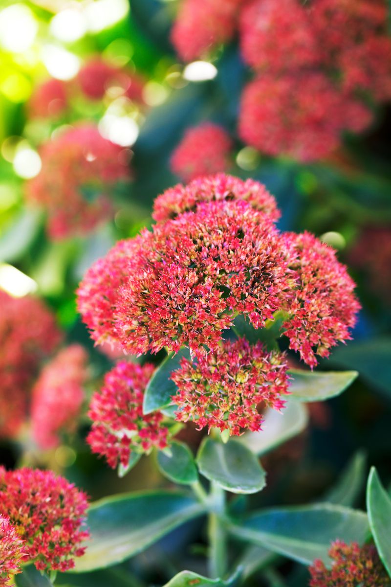Sedum Autumn Joy Deepens As Days Shorten