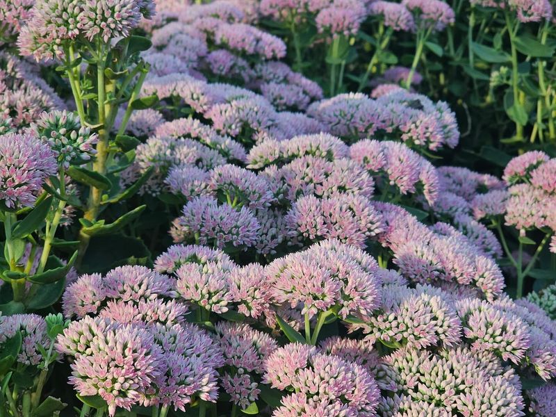 Sedum Autumn Joy Stands Proud In Snow Sedum Autumn Joy Stands Proud In Snow