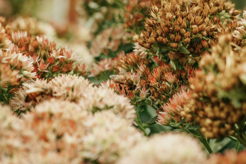 Sedum For Sturdy Late-Season Structure Sedum For Sturdy Late-Season Structure