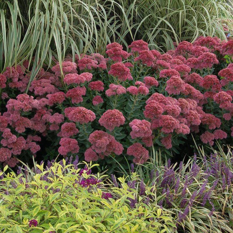 Sedum Holds Color Through Cooler Weeks Sedum Holds Color Through Cooler Weeks