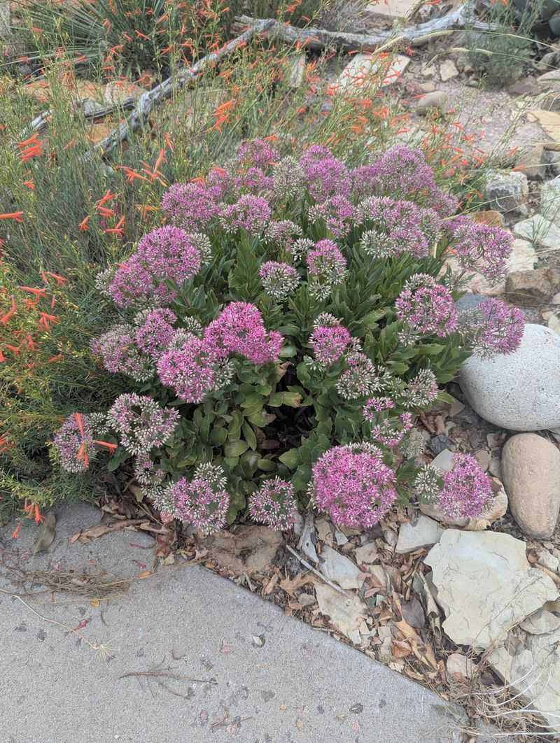 Sedum Holds Its Color For Weeks Sedum Holds Its Color For Weeks
