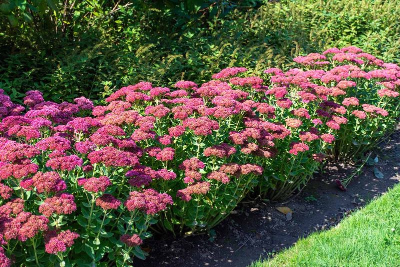Sedum Stays Sturdier Without Extra Nutrients