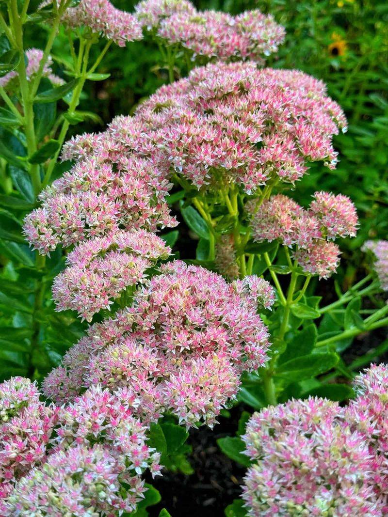 Sedum Stems Add Structure To Beds Well Into Winter Sedum Stems Add Structure To Beds Well Into Winter