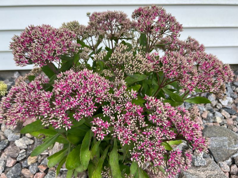 Sedum Stems Can Stand Through The Cold