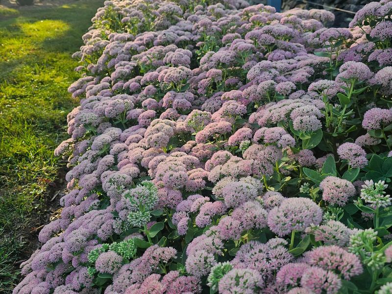 Sedum (Stonecrop)