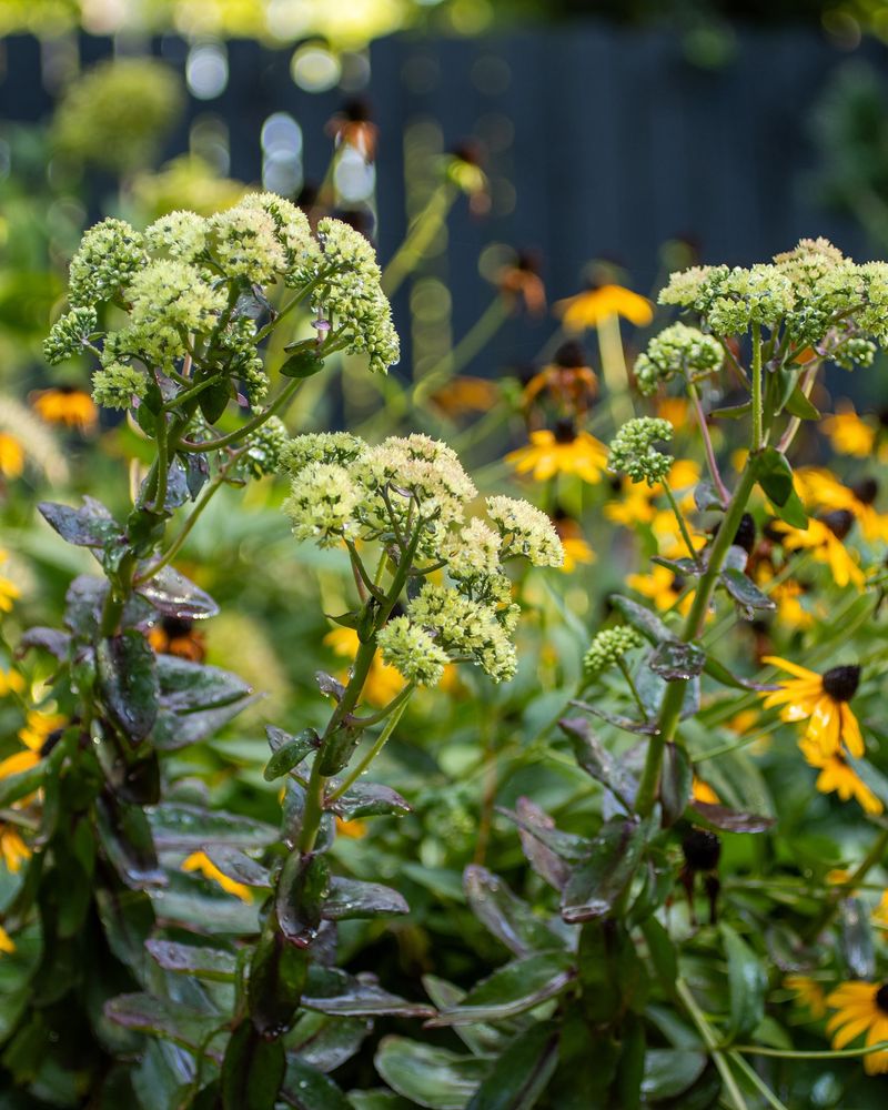 Sedum (Stonecrop)