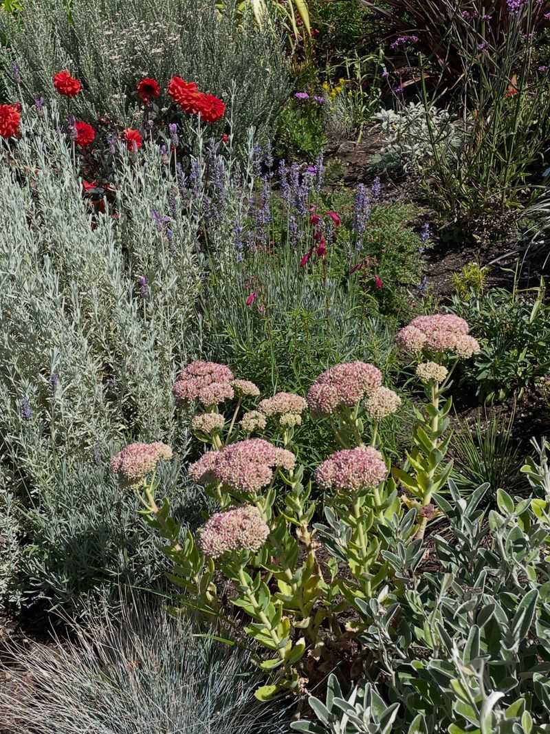 Sedum Thrives With Minimal Care