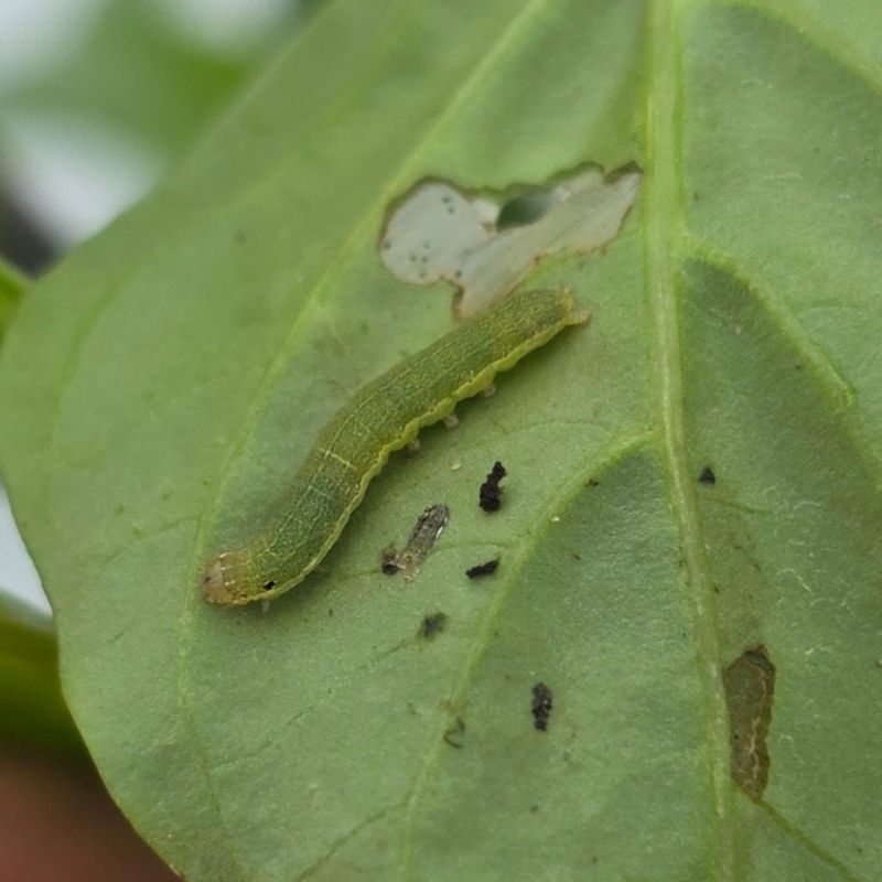 See Through White Patches Mean Caterpillar Windowpaning See Through White Patches Mean Caterpillar Windowpaning