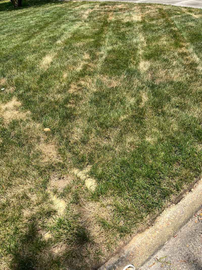 See What Summer Left Behind Before You Reseed See What Summer Left Behind Before You Reseed