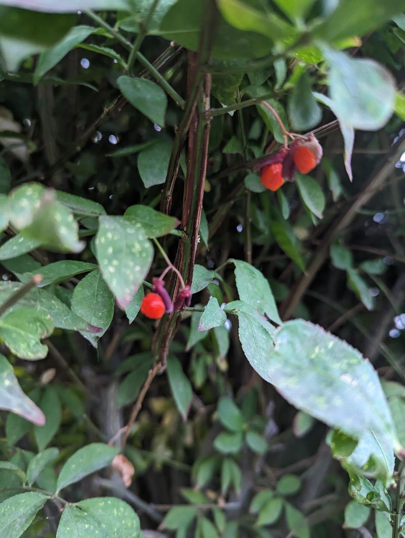 See Why Birds Feast On Its Fall Fruit See Why Birds Feast On Its Fall Fruit