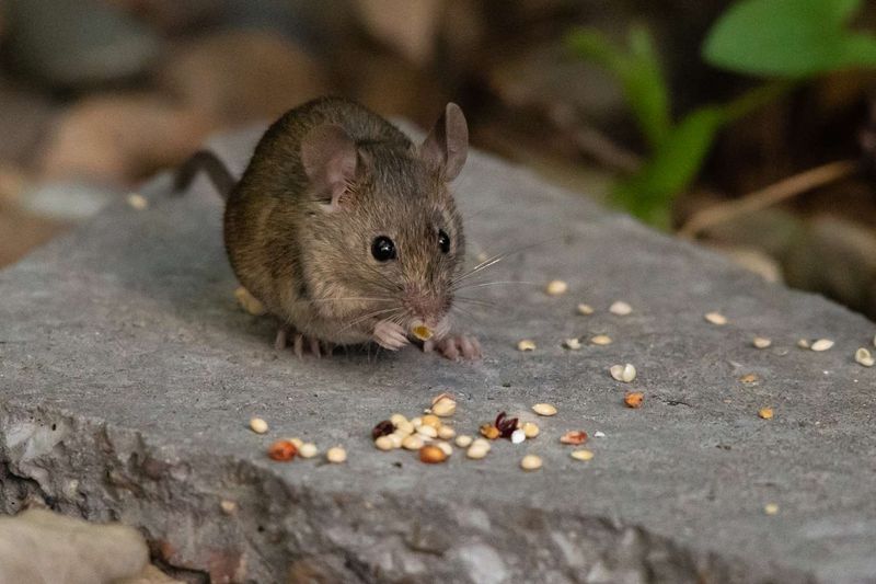 Seed And Plant Debris Becomes A Food Source