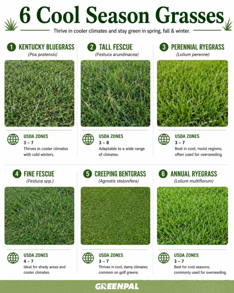Seed Choice For Illinois Yards