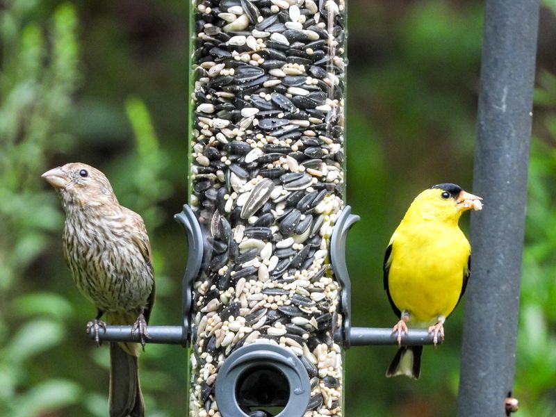 Seed Feeders Through Lean Winter Months