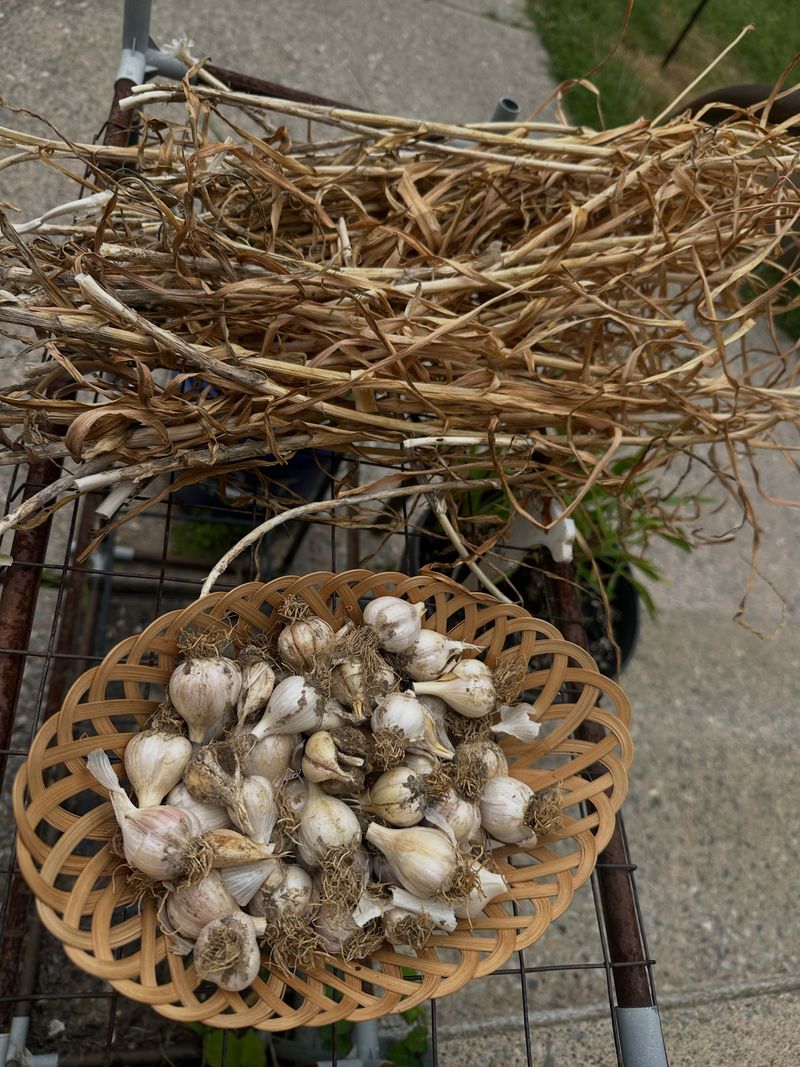 Seed Garlic Has A Short Window For Getting Into The Ground