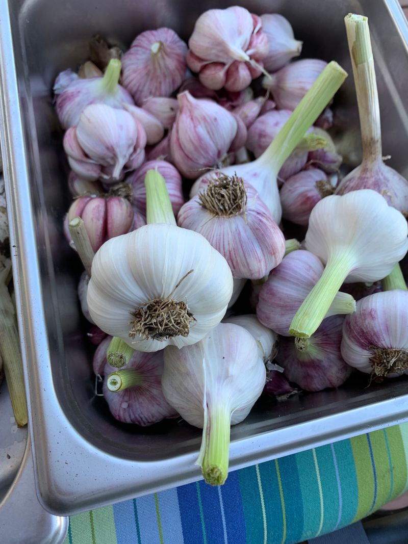 Seed Garlic Selection Before The Calendar Turns Seed Garlic Selection Before The Calendar Turns