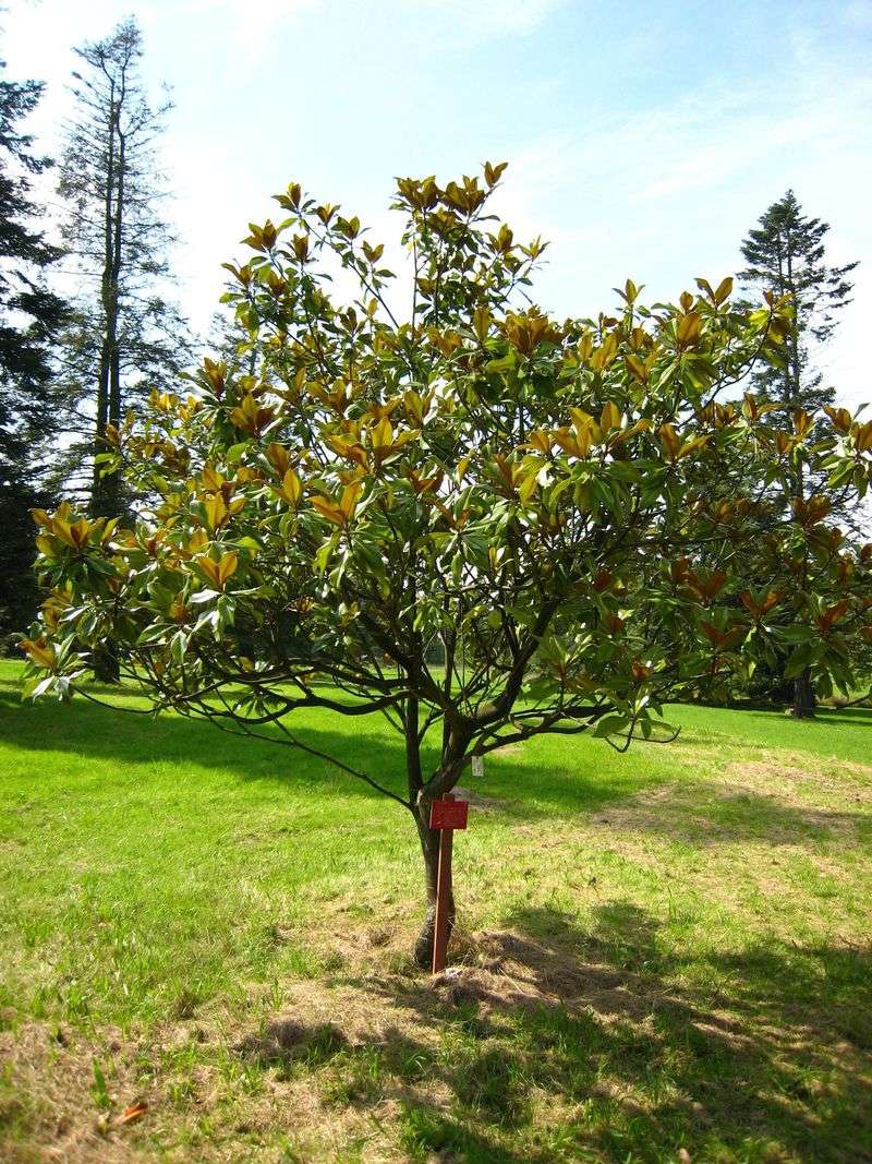 Seed Grown Magnolias Need Years Before Their First Flowers