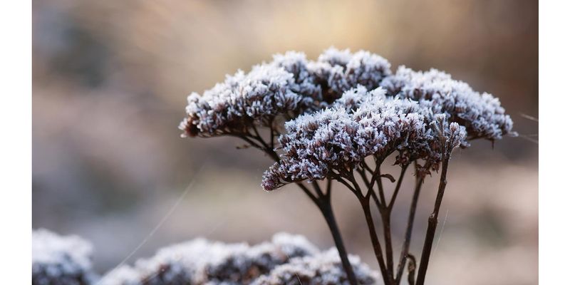 Seed Heads Can Add Useful Winter Interest Seed Heads Can Add Useful Winter Interest