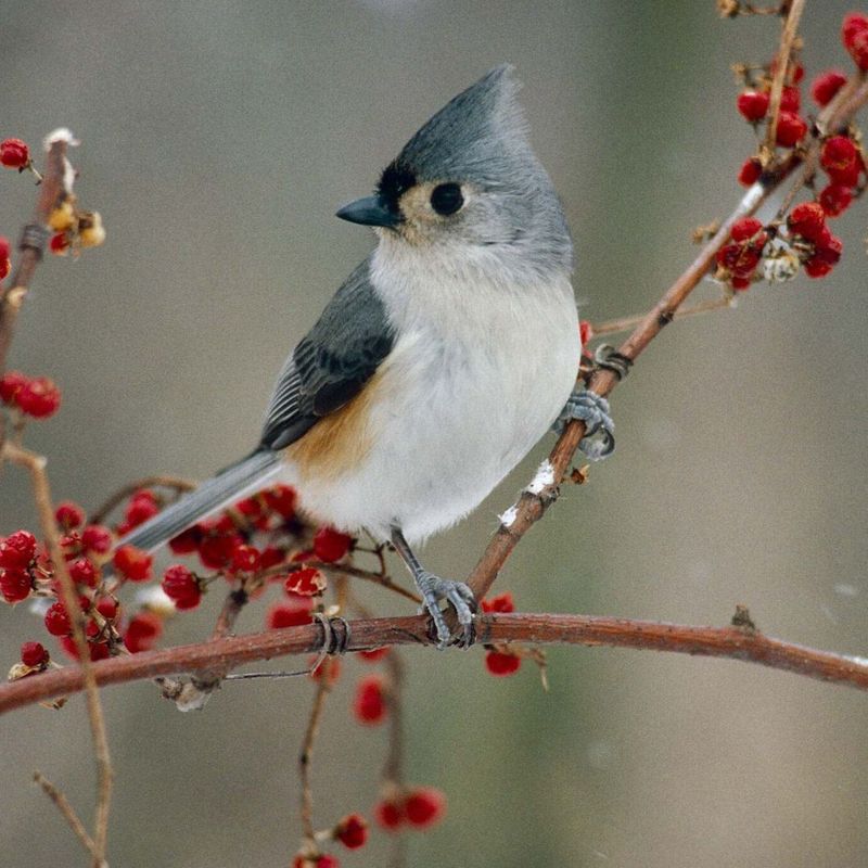 Seed Heads Feed Birds All Winter