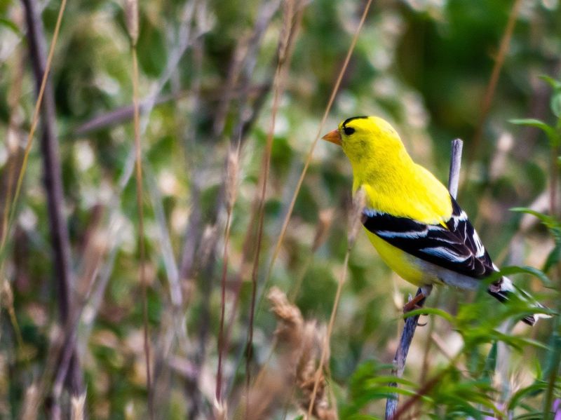 Seed Heads Feed Birds Through Fall