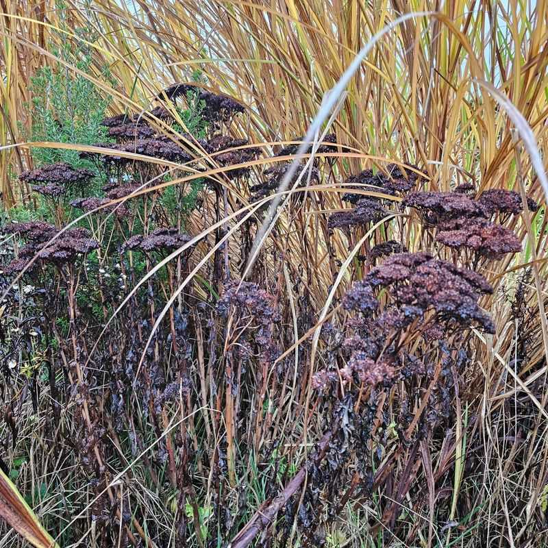 Seed Heads Feed Finches Into Winter Seed Heads Feed Finches Into Winter