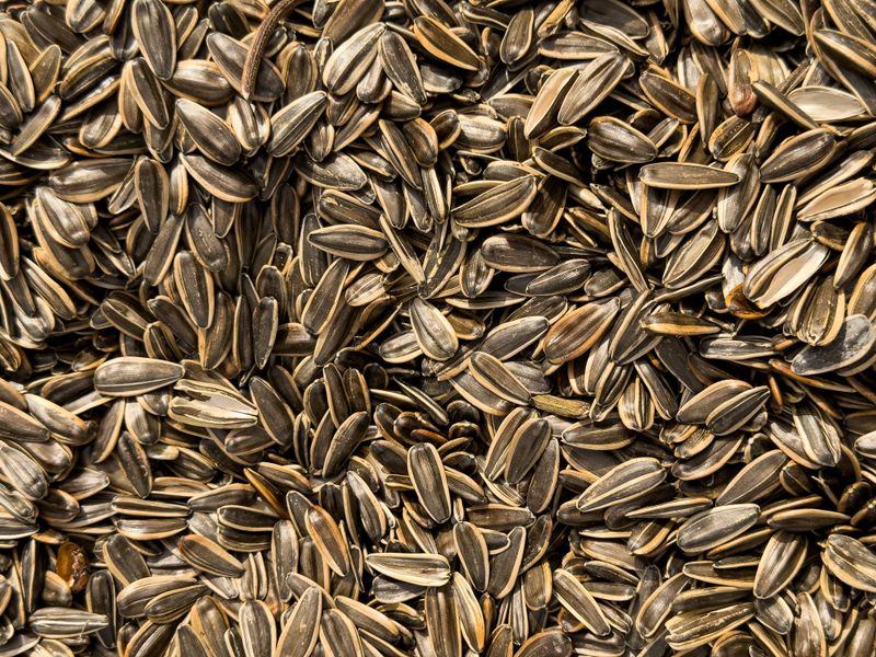 Seed Moisture Hits The Magic Number