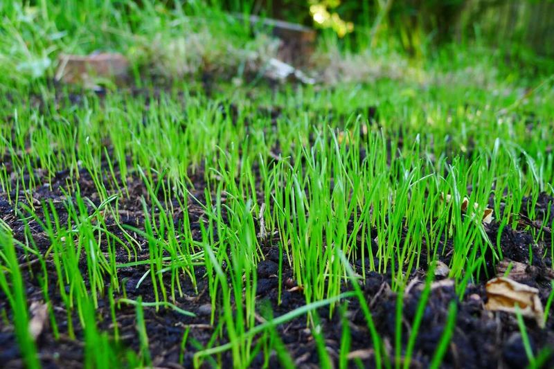 Seed Only Gets One Chance At Germination