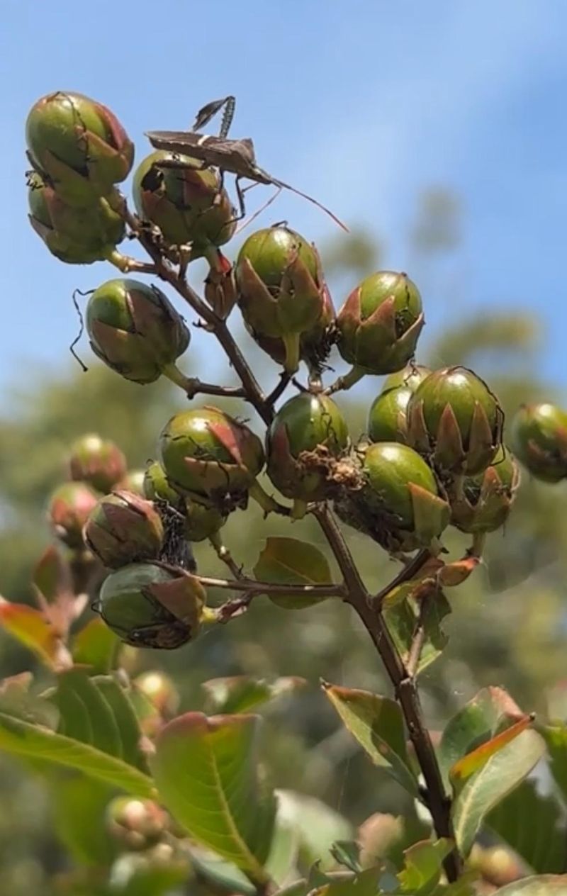 Seed Pods Are A Normal Part Of The Season Seed Pods Are A Normal Part Of The Season