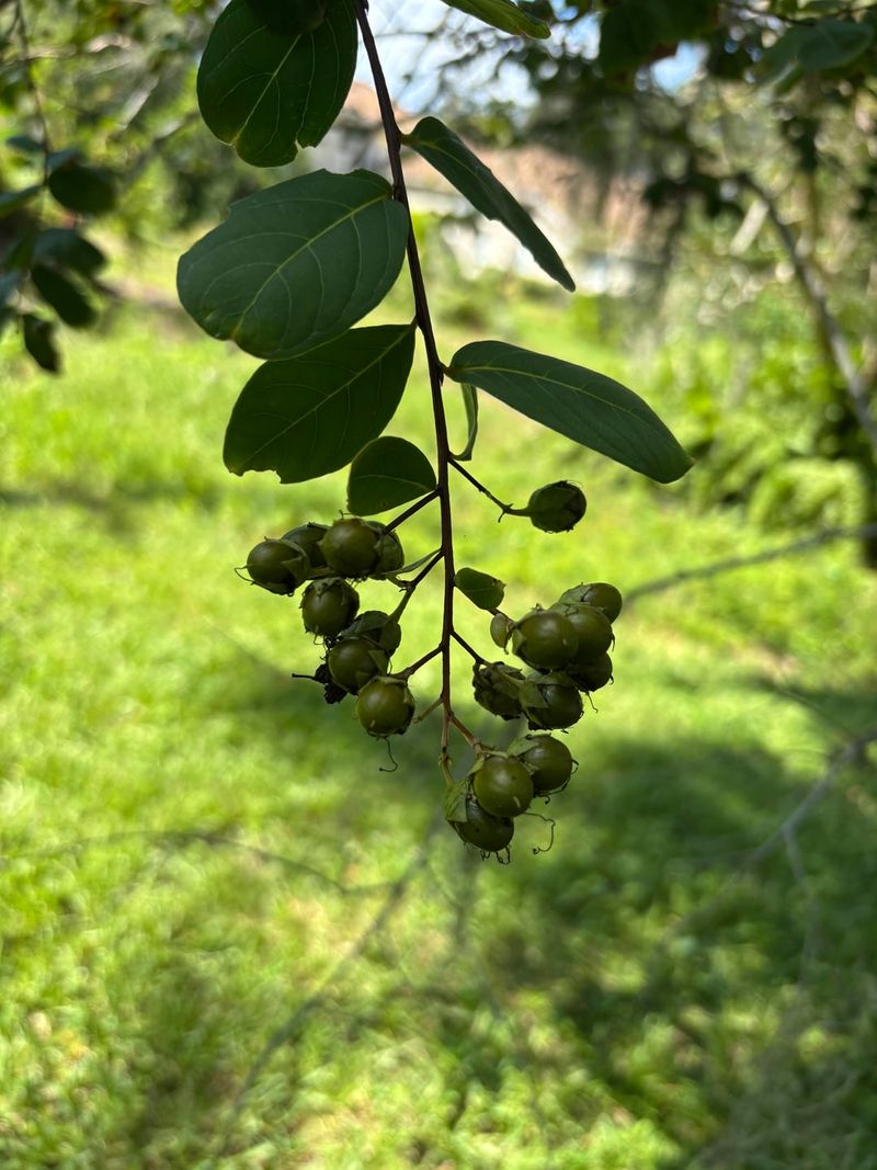 Seed Pods Can Add Winter Interest Seed Pods Can Add Winter Interest