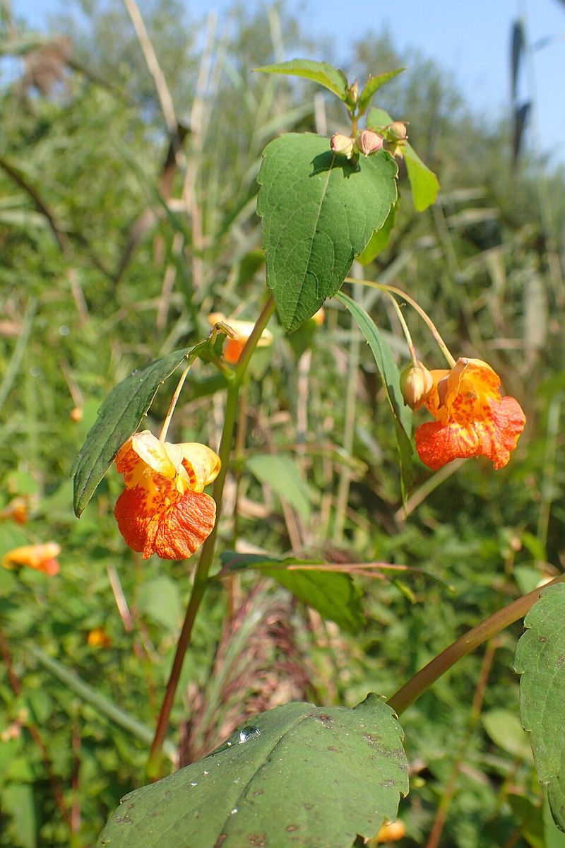 Seed Pods Help New Plants Return Around The Garden