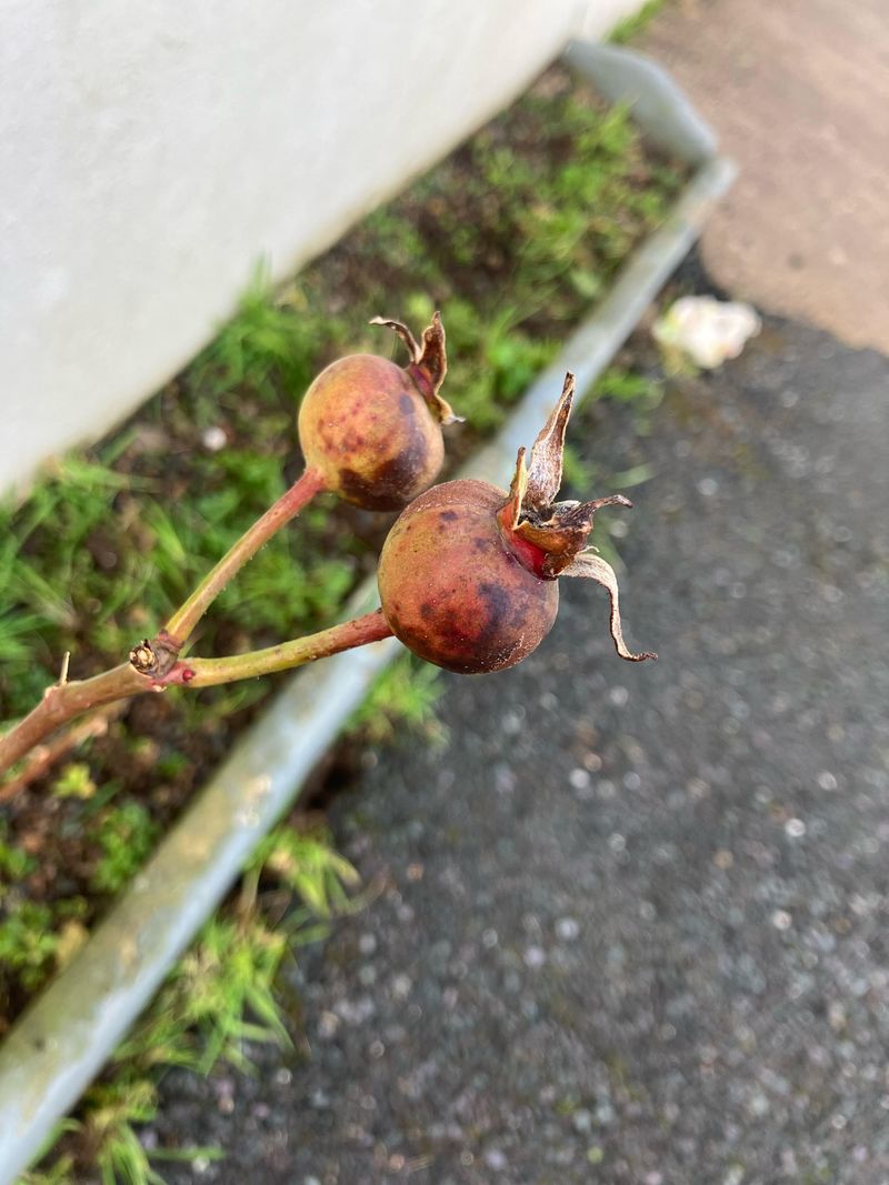 Seed Production Begins Once Blooms Are Finished