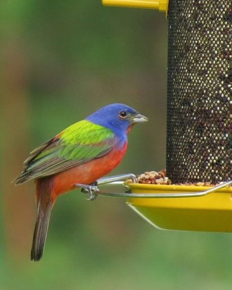 Seed-Rich Areas Can Draw Buntings During Fall Migration