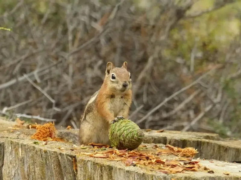 Seed Season Runs From May Into Fall