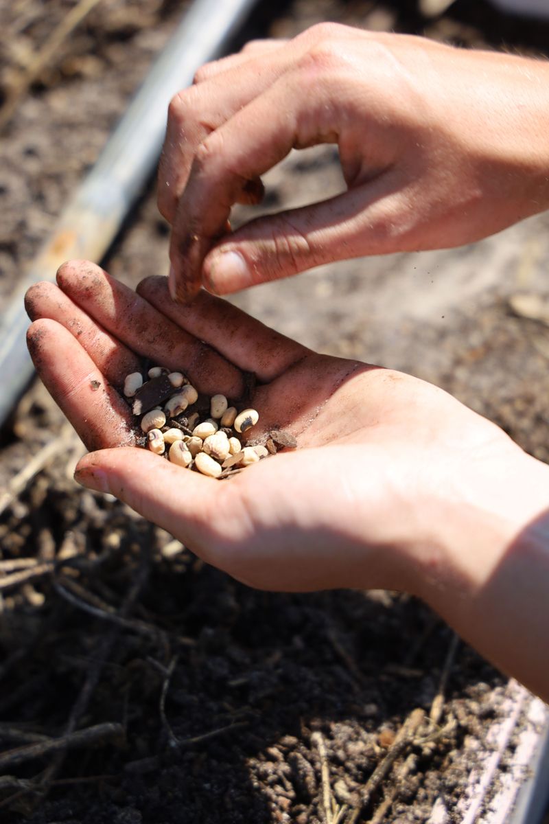 Seed Timing Has A Short Window