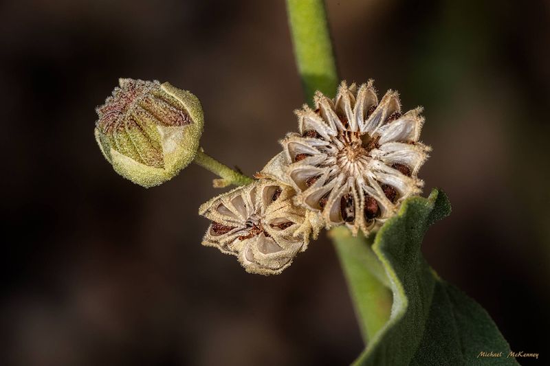 Seed starting can be less predictable Seed starting can be less predictable