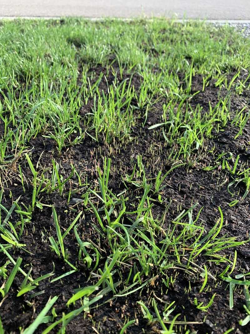 Seeding Cool Season Grass Has A Hard Calendar Cutoff In Pennsylvania