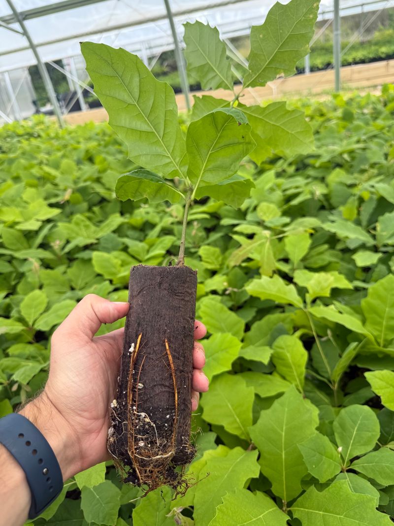 Seedling Bundles Make Fall Planting More Affordable