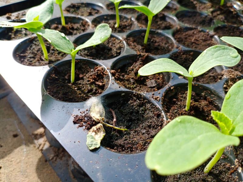 Seedlings Can Collapse At The Soil Line Seedlings Can Collapse At The Soil Line