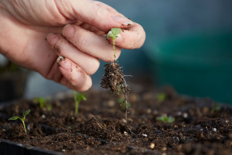 Seedlings Need Root Development To Make It Through Tennessee Winters