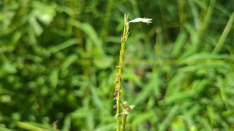 Seeds Can Keep New Plants Appearing For Several Years