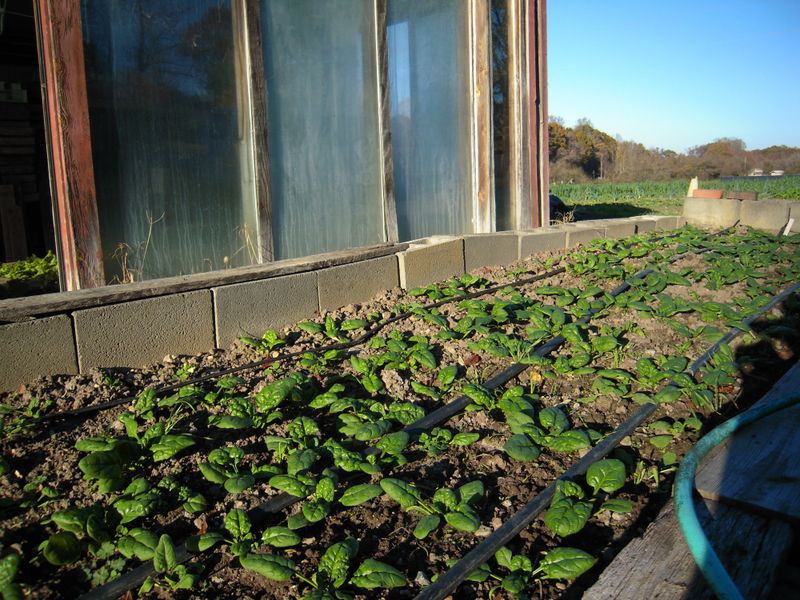 Seeds Germinate Faster In Cool Soil
