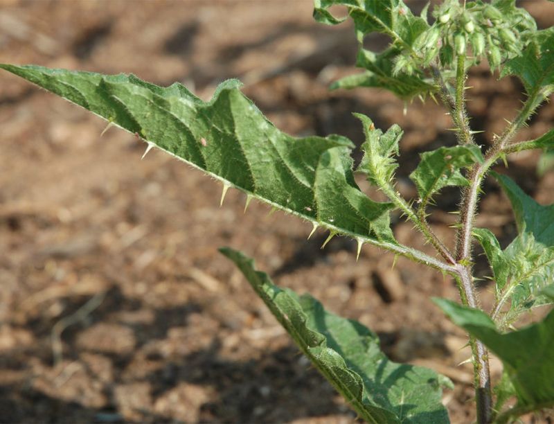 Seeds Give Horsenettle Another Way To Spread