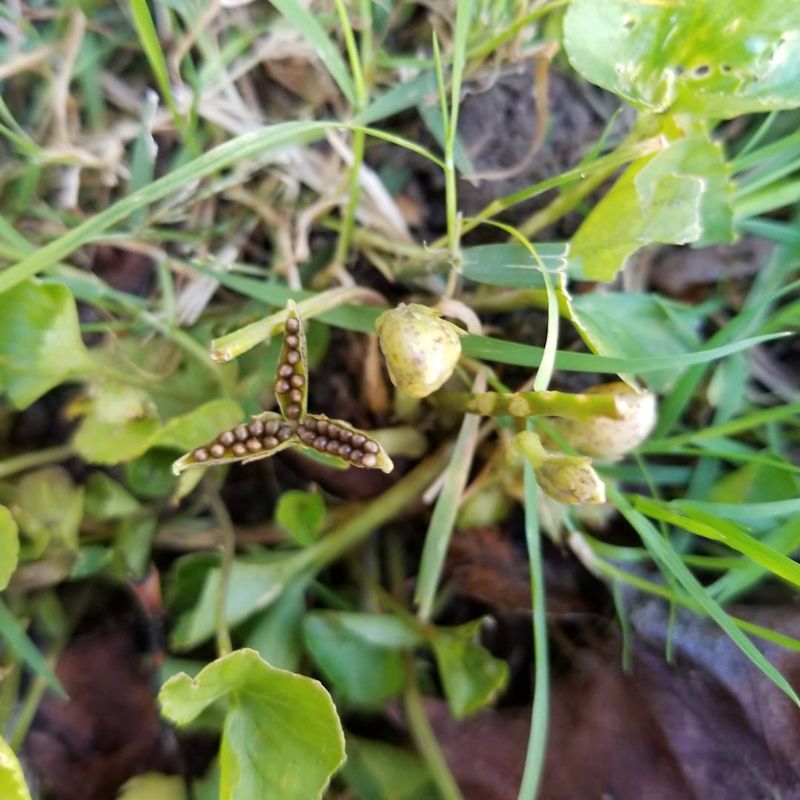 Seeds Help New Plants Appear Beyond The Original Patch