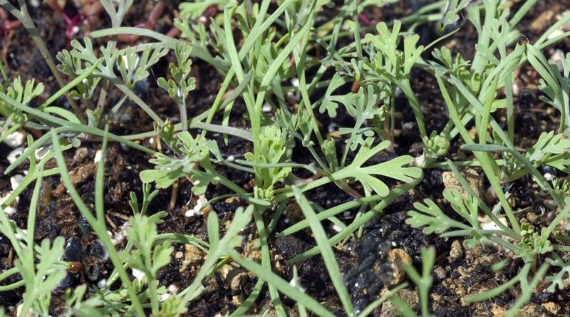 Seeds Need A Winter Chill To Perform Best Seeds Need A Winter Chill To Perform Best