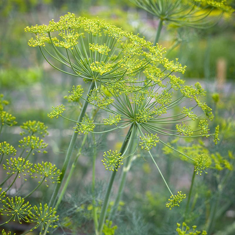 Seeds Sprout With Very Little Fuss Seeds Sprout With Very Little Fuss