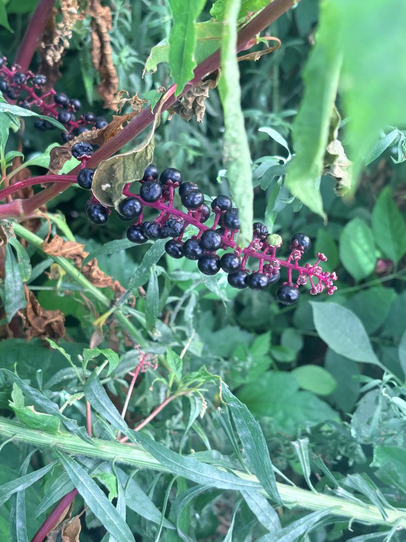 Seeds That Stay Viable In Soil For Decades