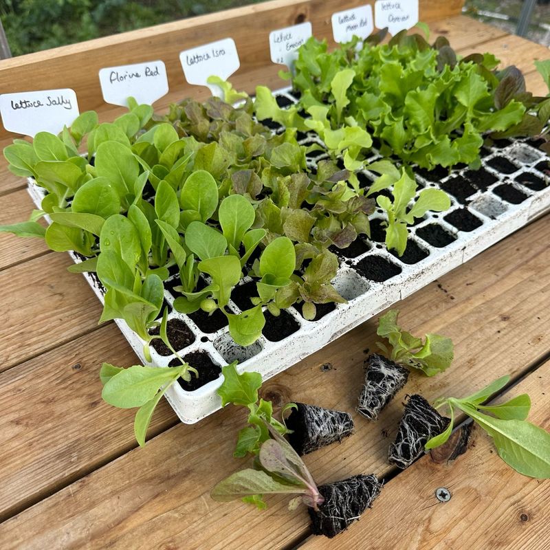 Seeds Versus Transplants In Late Summer Seeds Versus Transplants In Late Summer